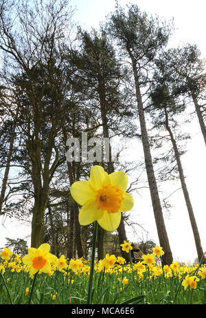 Ascott, Buckinghamshire, 14 avril 2018. Météo France : Les visiteurs apprécient les jonquilles et fleurs de printemps à l'Ascott, nr Wing, España le samedi 14 avril 2018 Photo de Keith Mayhew Banque D'Images