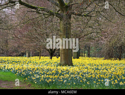 Ascott, Buckinghamshire, 14 avril 2018. Météo France : Les visiteurs apprécient les jonquilles et fleurs de printemps à l'Ascott, nr Wing, España le samedi 14 avril 2018 Photo de Keith Mayhew Banque D'Images