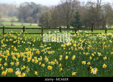 Ascott, Buckinghamshire, 14 avril 2018. Météo France : Les visiteurs apprécient les jonquilles et fleurs de printemps à l'Ascott, nr Wing, España le samedi 14 avril 2018 Photo de Keith Mayhew Banque D'Images