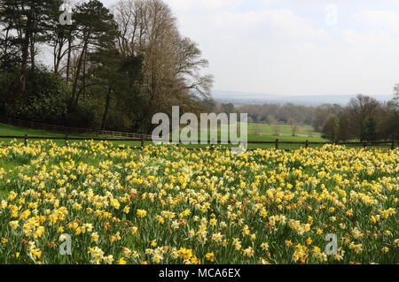 Ascott, Buckinghamshire, 14 avril 2018. Météo France : Les visiteurs apprécient les jonquilles et fleurs de printemps à l'Ascott, nr Wing, España le samedi 14 avril 2018 Photo de Keith Mayhew Banque D'Images