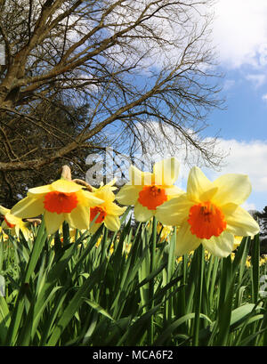 Ascott, Buckinghamshire, 14 avril 2018. Météo France : Les visiteurs apprécient les jonquilles et fleurs de printemps à l'Ascott, nr Wing, España le samedi 14 avril 2018 Photo de Keith Mayhew Banque D'Images