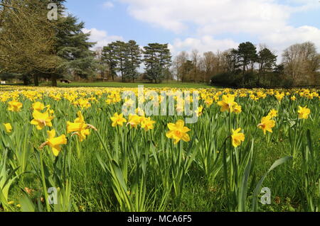 Ascott, Buckinghamshire, 14 avril 2018. Météo France : Les visiteurs apprécient les jonquilles et fleurs de printemps à l'Ascott, nr Wing, España le samedi 14 avril 2018 Photo de Keith Mayhew Banque D'Images