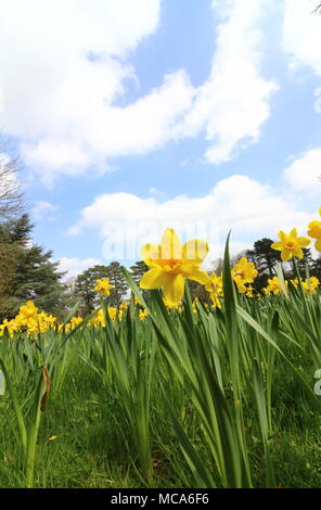 Ascott, Buckinghamshire, 14 avril 2018. Météo France : Les visiteurs apprécient les jonquilles et fleurs de printemps à l'Ascott, nr Wing, España le samedi 14 avril 2018 Photo de Keith Mayhew Banque D'Images