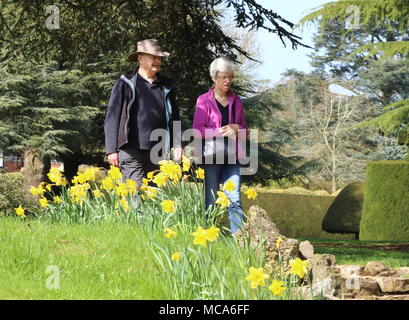 Ascott, Buckinghamshire, 14 avril 2018. Météo France : Les visiteurs apprécient les jonquilles et fleurs de printemps à l'Ascott, nr Wing, España le samedi 14 avril 2018 Photo de Keith Mayhew Banque D'Images