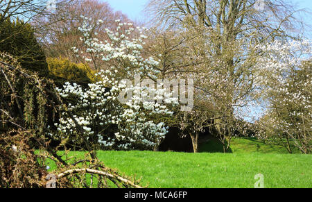 Ascott, Buckinghamshire, 14 avril 2018. Météo France : Les visiteurs apprécient les jonquilles et fleurs de printemps à l'Ascott, nr Wing, España le samedi 14 avril 2018 Photo de Keith Mayhew Banque D'Images