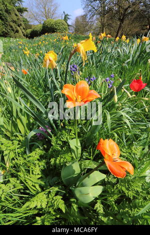 Ascott, Buckinghamshire, 14 avril 2018. Météo France : Les visiteurs apprécient les jonquilles et fleurs de printemps à l'Ascott, nr Wing, España le samedi 14 avril 2018 Photo de Keith Mayhew Banque D'Images