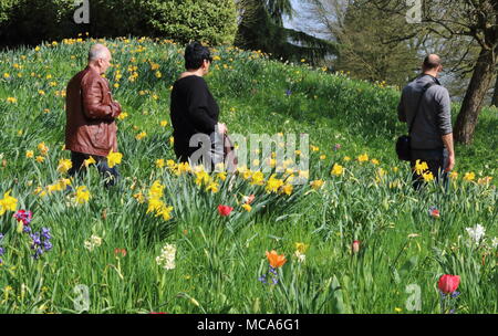 Ascott, Buckinghamshire, 14 avril 2018. Météo France : Les visiteurs apprécient les jonquilles et fleurs de printemps à l'Ascott, nr Wing, España le samedi 14 avril 2018 Photo de Keith Mayhew Banque D'Images