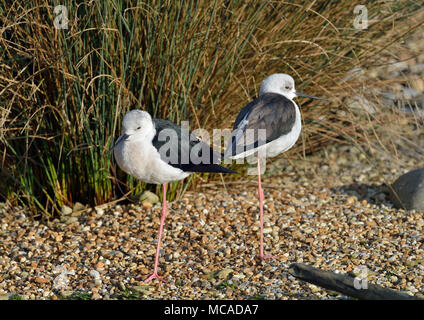 Black-winged Stilt - Himantopus himantopus deux oiseaux échassiers Banque D'Images