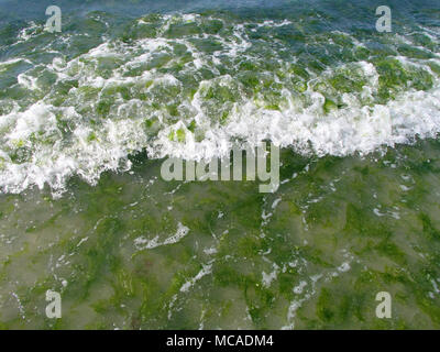Les algues vertes la surcroissance de marée