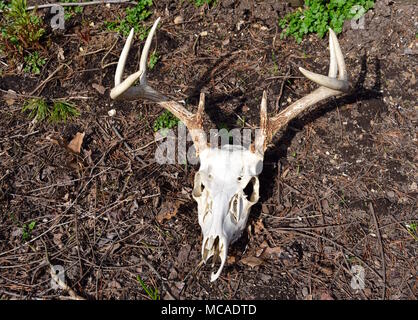 Crâne de cerf et huit point bois sur un sol forestier. Banque D'Images