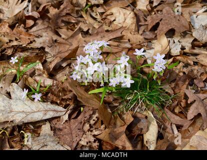 Une grappe de fleurs de printemps avec des fleurs roses et blanches et vert feuilles émergentes dans un forêt. Banque D'Images