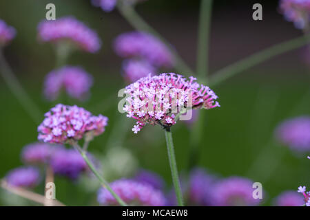 Purpletop verveine (Verbena bonariensis, Jätteverbena) Banque D'Images