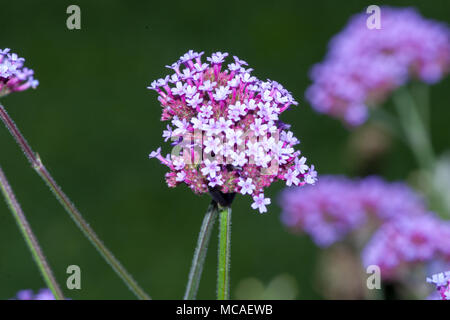 Purpletop verveine (Verbena bonariensis, Jätteverbena) Banque D'Images