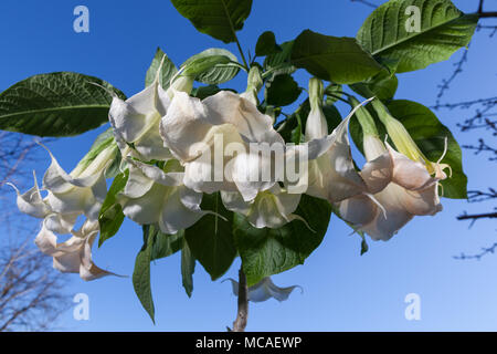 Trompette des anges, Liten) Brugmansia arborea (änglatrumpet Banque D'Images