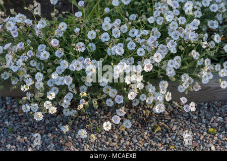 Campion, mer Strandglim (Silene uniflora) Banque D'Images