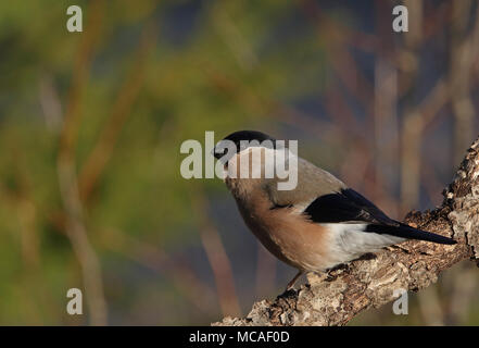 Bullfinch, bullfinch eurasien, Pyrrhula pyrrhula, femelle Banque D'Images