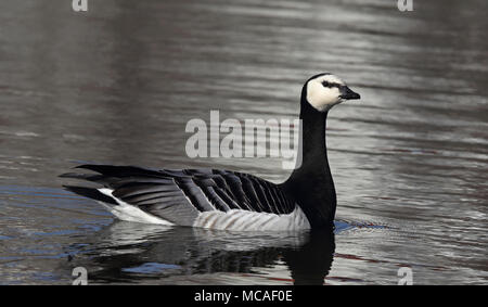 Bernache de Barnacle, natation Banque D'Images