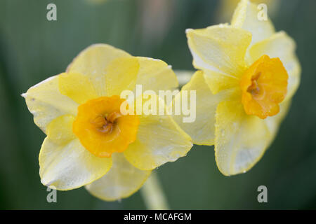 Une vue rapprochée de jonquilles jaune au printemps. Banque D'Images