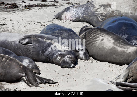 Elephant Seal Rookery, San Simeon, en Californie Banque D'Images