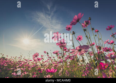 La belle fleur cosmos en pleine floraison avec la lumière du soleil. Banque D'Images