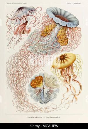 Planche 8 Desmonema Discomedusae de 'Kunstformen der Natur' (formes d'art dans la Nature) illustrée par Ernst Haeckel (1834-1919). Voir plus d'informations ci-dessous. Banque D'Images