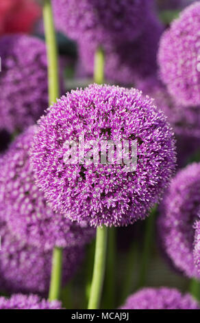 Allium 'Ambassadeur'. Banque D'Images