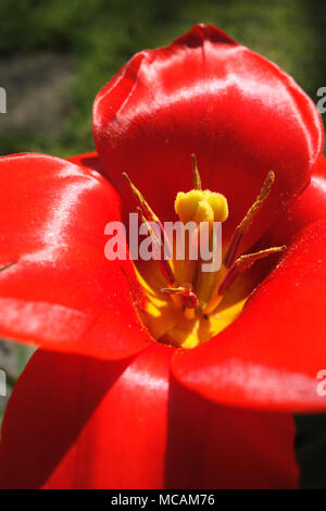 Close up of Single rouge écarlate Tulipa kaufmanniana 'Showwinner Tulip' s'affiche dans un jardin de campagne anglaise, Angleterre, Royaume-Uni Banque D'Images