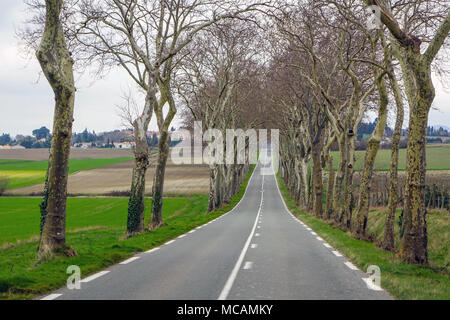 L'avenue des Platanes, à côté de la route dans le sud de la France Banque D'Images