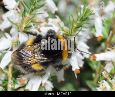 Une reine nouvellement émergés à queue blanche bourdon (Bombus lucorum) se nourrit de nectar de fleurs de bruyère jardin en mars. Bedgebury Forêt, Kent, Angleterre. U Banque D'Images