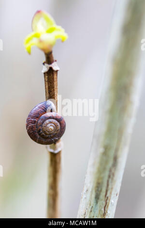 Photographie Macro de petite coquille d'escargot attaché à planter dans un jardin de printemps Banque D'Images