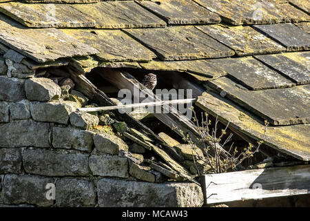 Un petit hibou (UK) perchés dans les poutres d'une ancienne grange. Banque D'Images