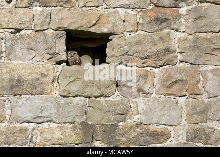 Un petit hibou perches dans la fenêtre d'une vieille grange en brique. Banque D'Images