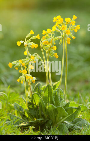 Saxby, UK 14 avril 2018 Premiers signes du printemps. Coucou bleu commun (Primula veris) à Brightwater Jardins, Saxby, Lincolnshire, Royaume-Uni. 14 avril 2018. Credit : LEE BEEL/Alamy Live News Banque D'Images