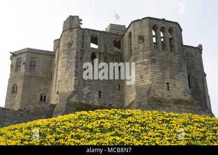 La floraison des jonquilles par Château de Warkworth dans le Northumberland, au nord-est de l'Angleterre. Les fleurs montrent que le printemps est arrivé au Royaume-Uni. Banque D'Images