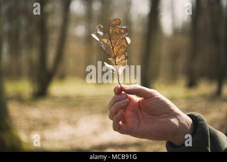 03 avril 2018, l'Allemagne, Werneck : Ralf Petercord, chef de la protection des forêts Ministère de l'Institut forestier du Canada, tenant une feuille de chêne séché. Cette année, les arbres de chêne dans certaines parties de l'état allemand de Bavière faire face à une grave menace de la spongieuse. Photo : Nicolas Armer/dpa Banque D'Images