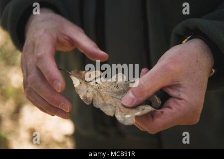 03 avril 2018, l'Allemagne, Werneck : Ralf Petercord, chef de la protection des forêts Ministère de l'Institut forestier du Canada, tenant une feuille de chêne séché. Cette année, les arbres de chêne dans certaines parties de l'état allemand de Bavière faire face à une grave menace de la spongieuse. Photo : Nicolas Armer/dpa Banque D'Images