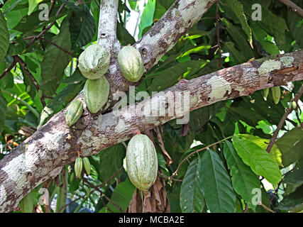 Les cabosses de cacao non plus en tronc de cacaoyer au Kerala, en Inde Banque D'Images