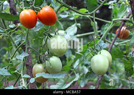 Les tomates mûres et de mûrissement des plantes poussant dans le jardin dans la cuisine du Kerala, Inde Banque D'Images