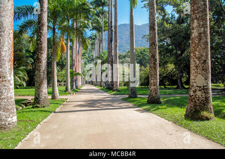 Jardin botanique de Rio de Janeiro Banque D'Images