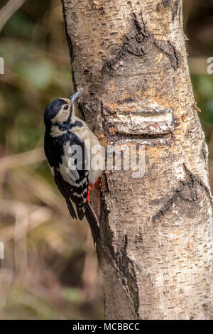 Great spotted woodpecker (Dendrocopos major) se nourrissant sur un tronc d'arbre Banque D'Images