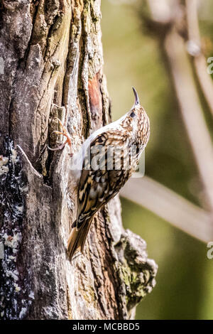 Bruant bruant commun ou eurasien (Certhia familiaris), perché sur tronc d'arbre avec bec courbe de très clair Banque D'Images