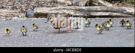 Canard colvert avec onze canetons marcher vers la caméra en ligne Banque D'Images