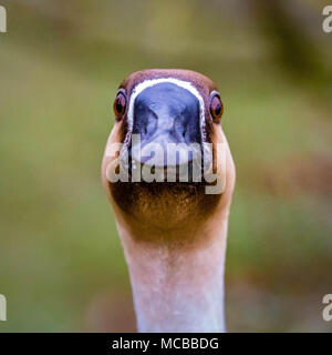 Head shot of a swan goose à la caméra directement à Banque D'Images