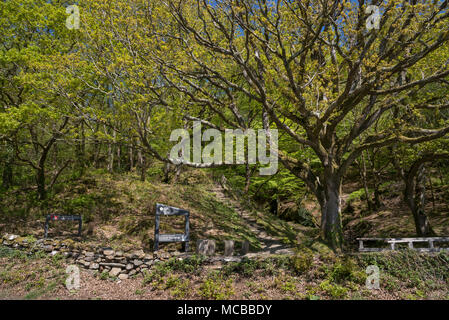 Bois de printemps à Coedydd à côté de Maentwrog Llyn Mair dans le parc national de Snowdonia, le Pays de Galles. Banque D'Images