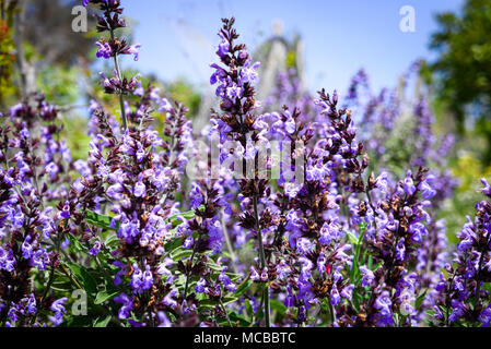 Bush à la lumière du soleil violet Sage. Banque D'Images