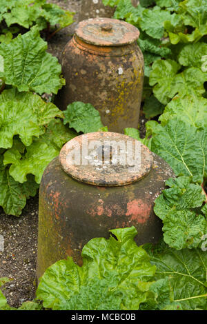 La rhubarbe en terre cuite cloches ou forcers un pot en forme de cloche traditionnel utilisé pour favoriser la croissance au début de l'hiver ou au printemps pour produire une récolte précoce Banque D'Images