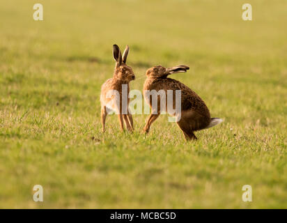 Paire de lièvre Brun (Lepus europaeus) boxe dans le soleil du soir dans le Gloucestershire Banque D'Images