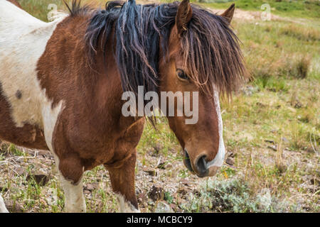 Cheval sur l'île de Porto Santo Banque D'Images