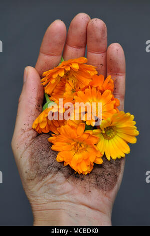 Une main tenant des fleurs de calendula contre l'arrière-plan gris Banque D'Images