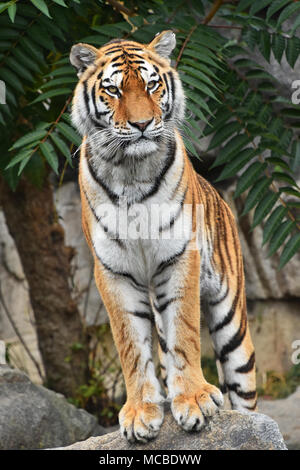 Close up avant pleine longueur portrait d'un jeune tigre de Sibérie (Amur tiger, Panthera tigris altaica) debout sur le rocher et looking at camera, faible Banque D'Images